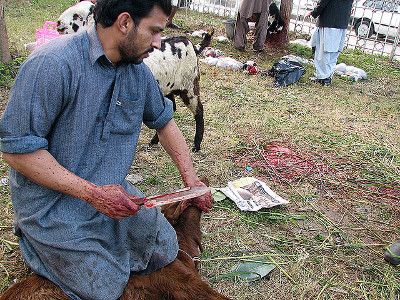 A goat is slaughtered according to halal techniques. (Not at Al Madani.) | Scott Christian (Flickr) 
