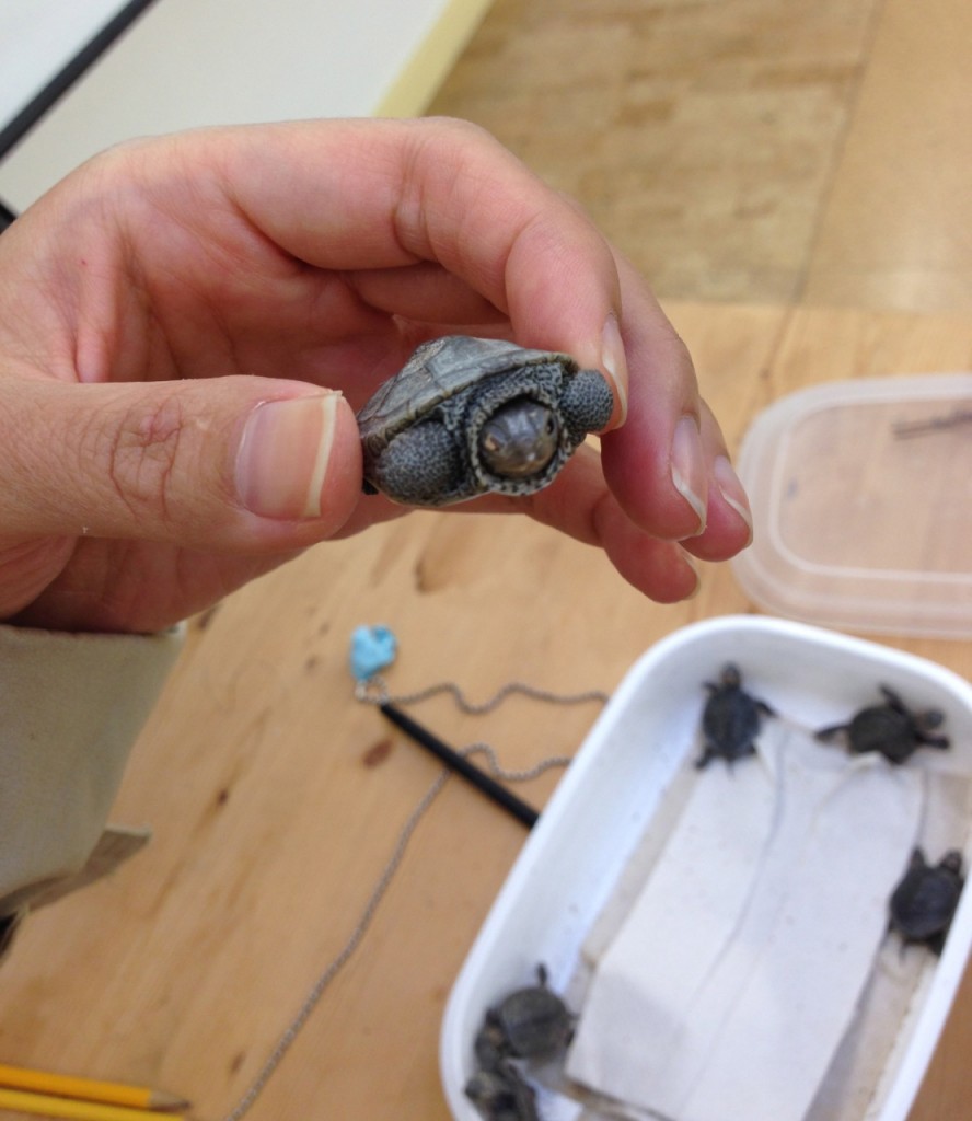 Six baby terrapin turtles ready for release. (Photo: Eveline Chao)